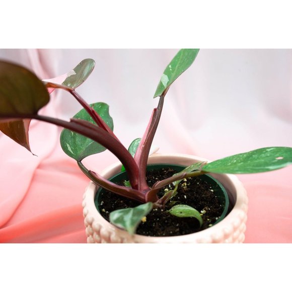 Pink Princess Philodendron 4" US Seller | RARE Pot - Picture 2 of 4